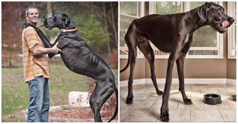 Meet The Tallest Dog In The World Zeus Photos Naijmobile