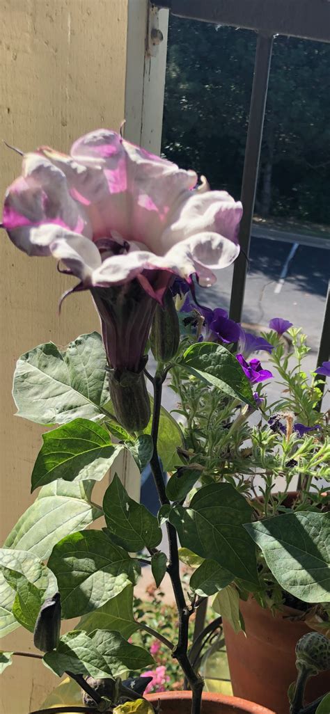 Our container plans and ideas can spark your creativity and get you excited to create your own. My moon flower, blooms in evening. Cousin to a morning ...