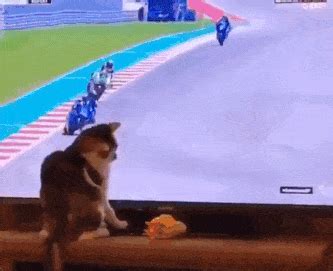 Browse latest funny, amazing,cool, lol, cute,reaction gifs and animated pictures! This wheel deserves a round of applause - GIFCOP