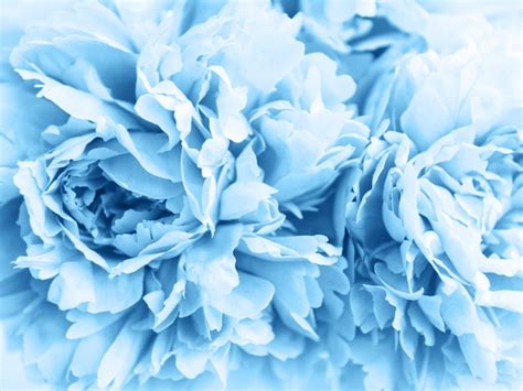 Beauty Peony Flowers In Classic Blue Color Premium Photo