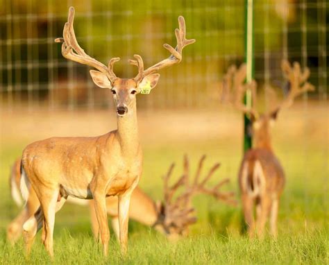 M3 Whitetailsbig Jump Between 1 And 2 Deer Breeder In Texas