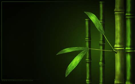 Green Bamboo Forest Wallpapers Wallpaper Cave