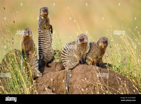 Banded Mongooses Mungos Mungo On Rock Serengeti Tanzania Africa