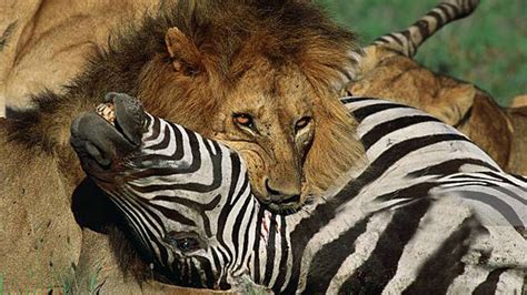 pride of lions hunting and killing zebras youtube