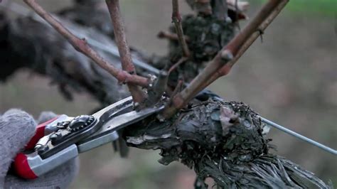How To Prune Grapes In Winter Double Grapevine Pruning Technique Youtube