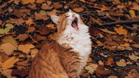 Download Wallpaper 1920x1080 Cat Yawn Funny Autumn Foliage Full Hd