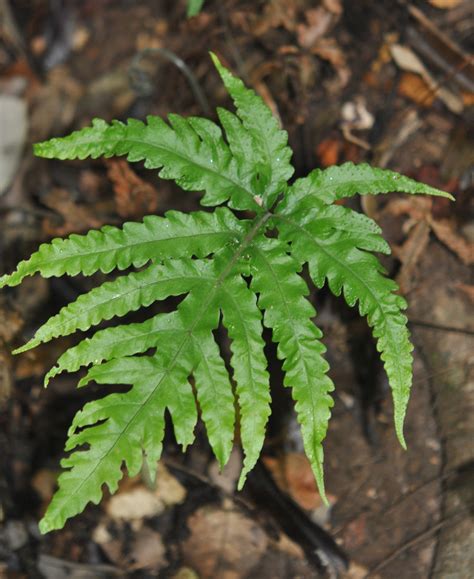 Tectaria Confluens Ferns And Lycophytes Of The World Ferns Ferns