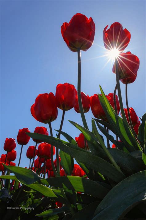 Sunlit Tulips By Beth And Jeremy Jonkman 500px Flowers Photography