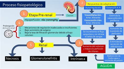 insuficiencia renal fisiopatología