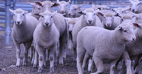 Lamb Yardings Increase As Prices Slide Meat And Livestock Australia