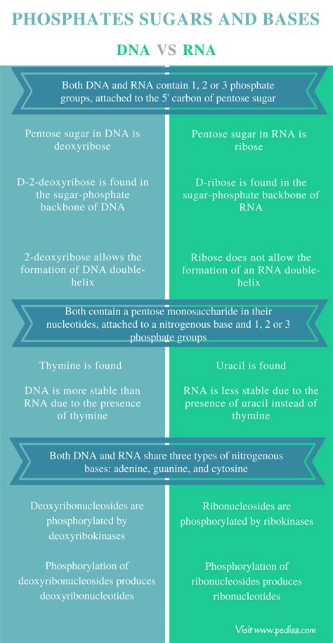 This dna strand consists of eight pairs of nitrogenous bases. Compare the Phosphates Sugars and Bases of DNA and RNA ...