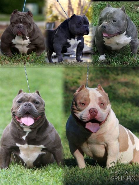 Abkc american xl bully puppies we have 5 stunning pups looking for there forever homes. Xxl american bully puppies for sale