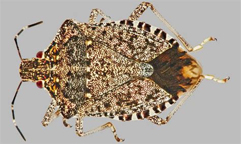 Brown Marmorated Stink Bug Identification And Scouting Integrated Pest
