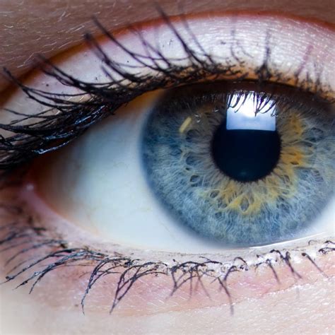 Eye Color Genetics Ask A Biologist