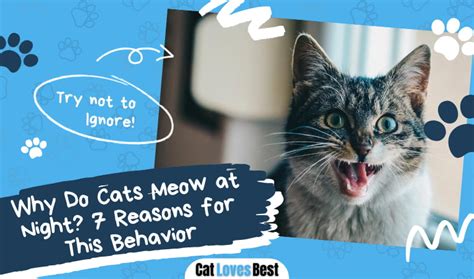 Why Do Cats Meow At Night 7 Reasons For This Behavior