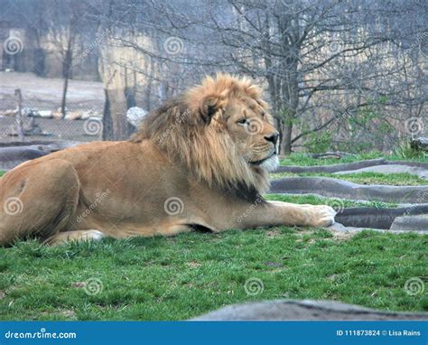 Lion Lying In The Grass At Kansas City Zoo Stock Photo Image Of