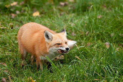 Eating Red Fox Flickr Photo Sharing