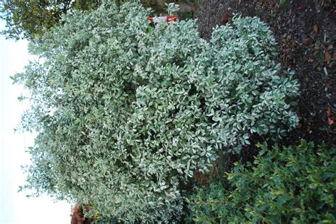 Pittosporum Irene Paterson Shrubs For Sale Letsgoplanting Co Uk