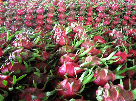 Dragon fruit is a tropical fruit that is native to central america. Vietnam Fresh Dragon Fruit For Exporting - Buy Dragon ...