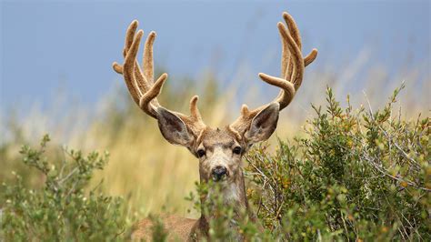 Early Season Mule Deer Hunting Tips An Official Journal Of The Nra