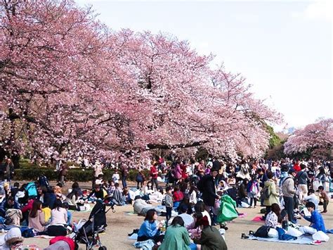 Hanami A Springtime Symphony Of Blossoms