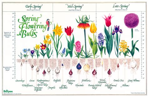 Bulb Depth Planting Chart Spring Flowering Bulbs Bulbs Garden Design