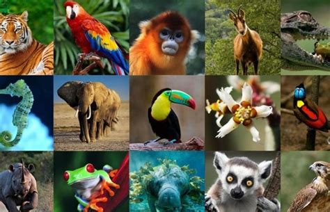 The Variety Of Wildlife In Venezuela Gustavo Mirabal Castro