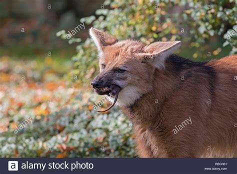 Hungry Wolf Stock Photos And Hungry Wolf Stock Images Alamy