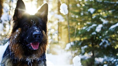 Happy Dog Playing In The Snow German Shepherds Wallpaper 1920x1080