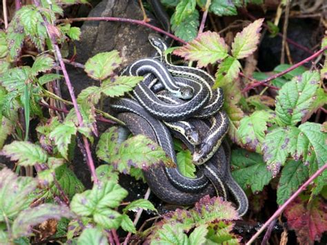 How to get rid of garden snails without killing them. How to Get Rid of Garter Snakes Without Killing Them: 7 ...