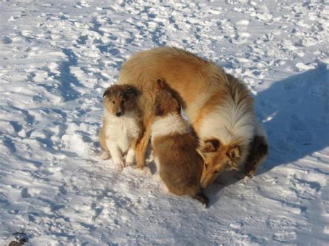 Rough Collie Lassie Puppies For Sale In Esterhazy Saskatchewan