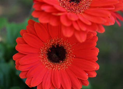 Red Gerbera Daisy Close Up Free Stock Photo Public Domain Pictures