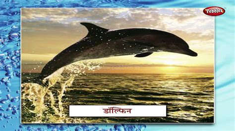 Top 140 Animals Name In Marathi
