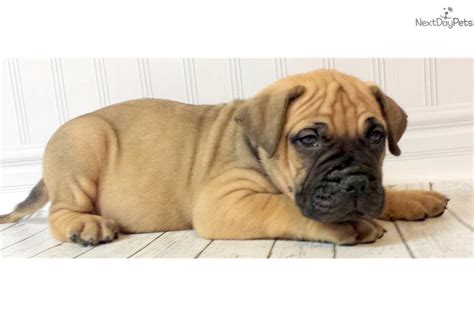 Bullmastiff Puppy For Sale Near Lincoln Nebraska 78d8b460 8be1