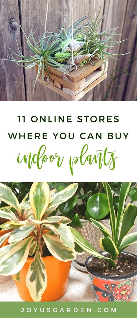 10 Stores Where You Can Buy Indoor Plants Online Buy Indoor Plants