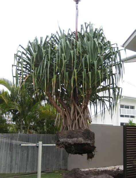 Buy Pandanus Tree Care Transplanters Sunshine Coast Brisbane South