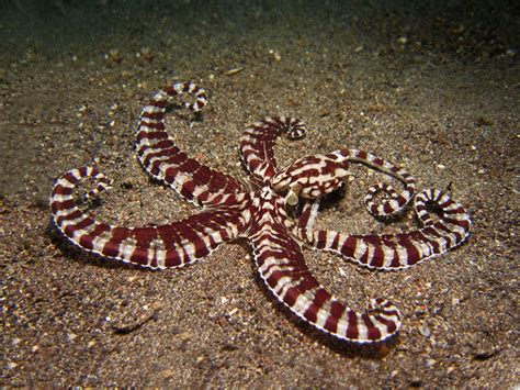 Amazing Facts About The Mimic Octopus Animal Sake