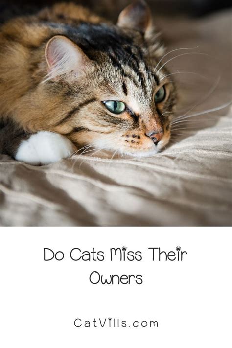 Do Cats Miss Their Owners When They Are Apart Cats Cat Behavior