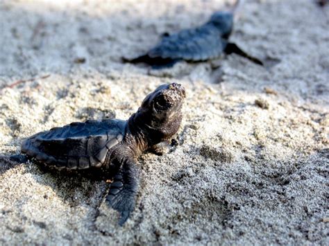 It is easily identifiable due to its pointed beak, and the other interesting hawksbill sea turtle facts: Hawksbill Sea Turtle - "OCEAN TREASURES" Memorial Library