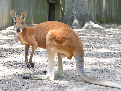 Red Kangaroo Alexandria Zoo