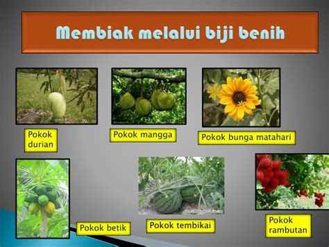 Gigi geraham belakang (gigi molar), yaitu jenis gigi yang memiliki 2 atau 3 akar dan mempunyai fungsi untuk menggilas, melumat, menghancurkan, dan menghaluskan makanan. Dunia Sains dan Teknologi (Belajar dengan Ceria): DST ...