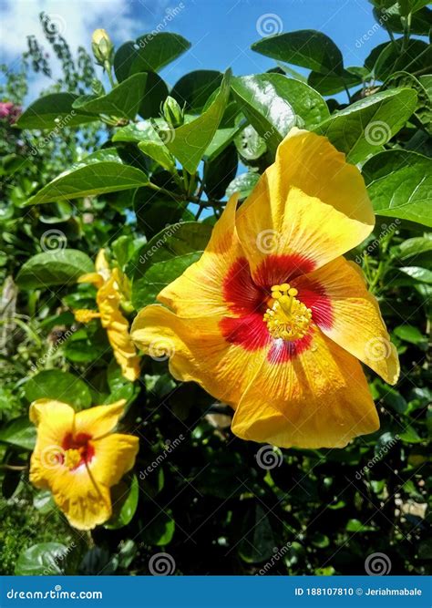 A Yellow Gumamela Flower On The Garden Stock Photo Image Of Garden
