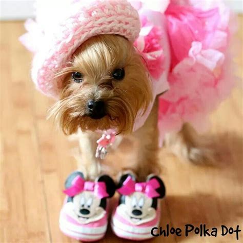 Chloe Yorkie Moms Yorkie Puppy Mini Yorkie Dressed Up Dogs Yorkie