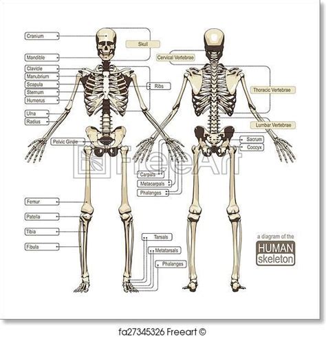 A Diagram Of The Human Skeleton Artwork Art Print From