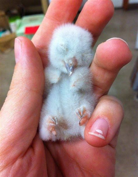 Cute Baby Owl Photos Videos And Facts Animal Hype