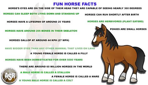 Horse Facts Horses Fun