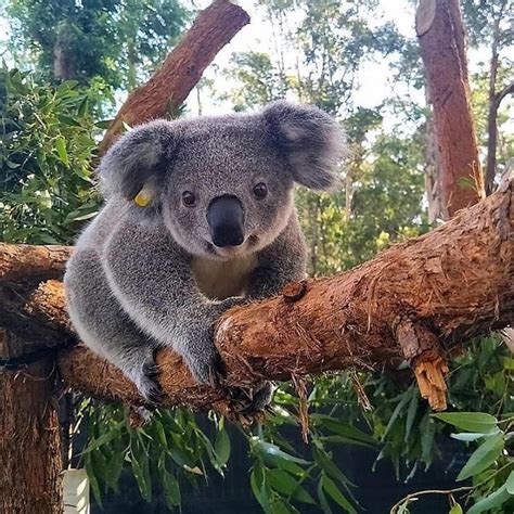 Koala🐨 On Instagram “🐨we Would Like To Announce That We Donate 100 Of