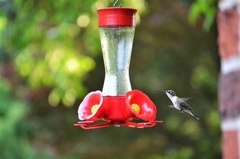 Our guide to making hummingbird nectar [recipe included