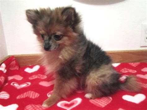 Red Sable Merle Female Pomeranian For Sale Adoption From Mukilteo