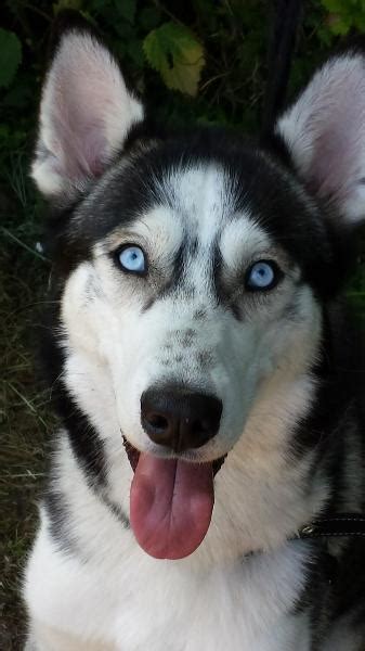 Eine haltung in einem haus mit viel platz und einem garten ist ideal. Husky: Charakter, Haltung, Aussehen, Herkunft | markt.de